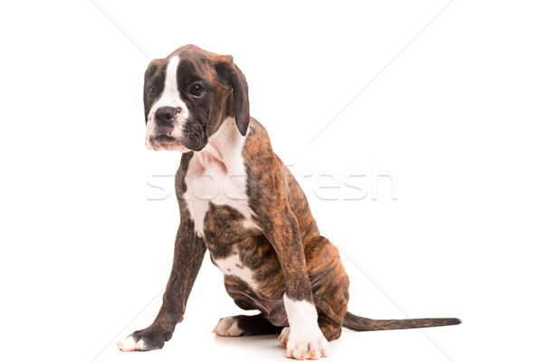 Bokser jonge mooie puppy geïsoleerd witte Stockfoto © hsfelix