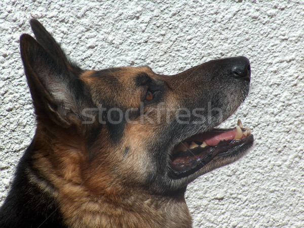 Pastor cão cães retrato futebol poder Foto stock © hsfelix