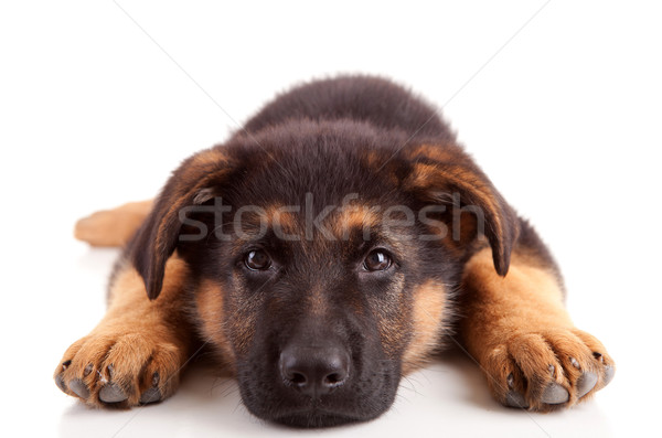 German Shepherd dog Stock photo © hsfelix