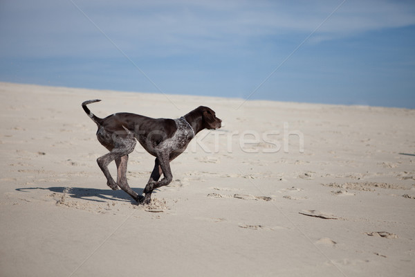 Deutscher Kurzhaar Stock photo © hsfelix