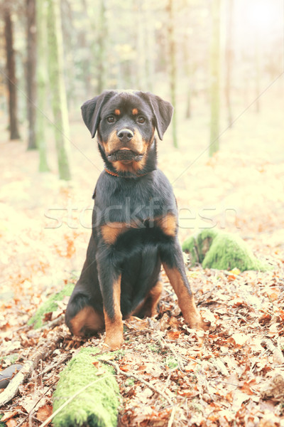 Stok fotoğraf: Rottweiler · köpek · yavrusu · güzel · yürüyüş · park · köpek