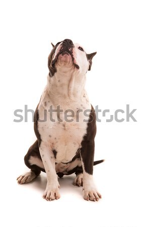 Staffordshire terrier baba pózol izolált fehér kutya Stock fotó © hsfelix