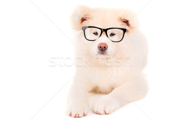 Piękna psa stwarzające studio okulary biały Zdjęcia stock © hsfelix