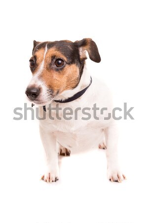 Jack Russell Terrier posiert isoliert weiß Hund glücklich Stock foto © hsfelix