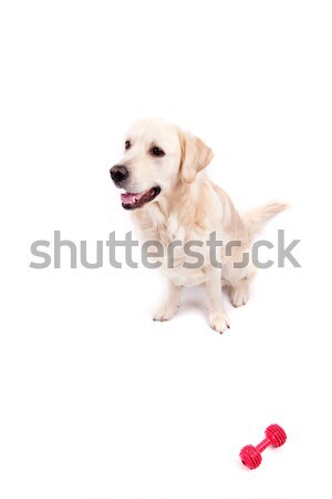 Golden retriever portret geïsoleerd witte baby hond Stockfoto © hsfelix