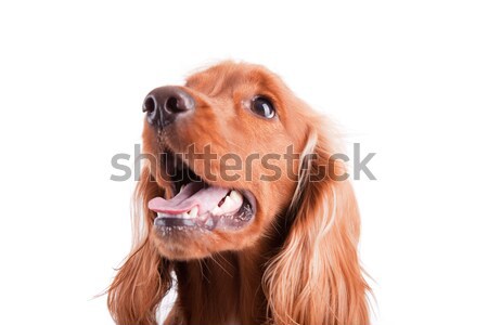 Baby geïsoleerd witte hond gezicht gelukkig Stockfoto © hsfelix