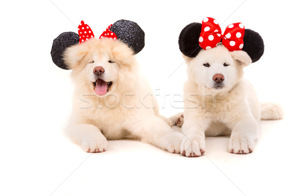 Stock photo: Akita Inu