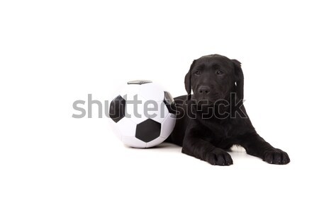 Labrador retriever studio Fotografia baby odizolowany biały Zdjęcia stock © hsfelix