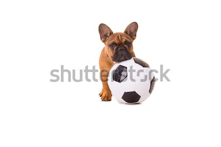 Français bulldog chiot drôle posant isolé [[stock_photo]] © hsfelix