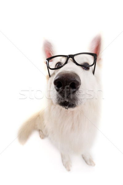 Stockfoto: Witte · herder · mooie · hond · poseren · studio