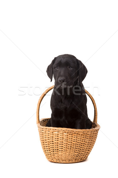 Labrador retriever studio foto baby geïsoleerd witte Stockfoto © hsfelix