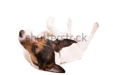 Jack Russell Terrier posiert isoliert weiß Hund glücklich Stock foto © hsfelix