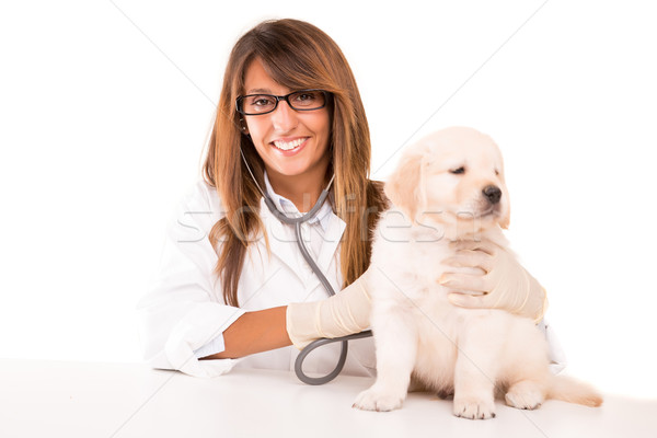 Veterinarian Stock photo © hsfelix