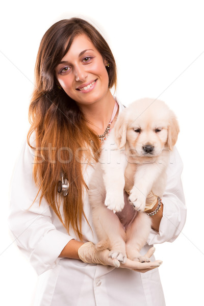 Lekarz weterynarii piękna golden retriever szczeniak kobieta psa Zdjęcia stock © hsfelix