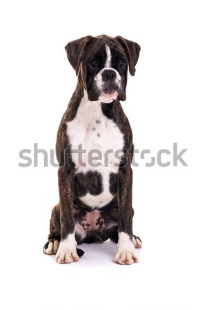 Beautiful Boxer puppy Stock photo © hsfelix
