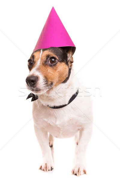 Jack russell kutyakölyök visel ünnepi kalap izolált Stock fotó © hsfelix