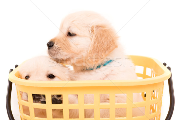 Golden Retrievers Stock photo © hsfelix