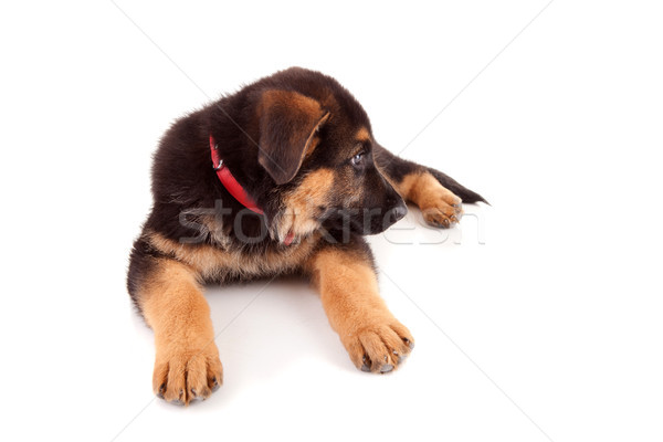 Schäfer Hund isoliert weiß Natur Spaß Stock foto © hsfelix
