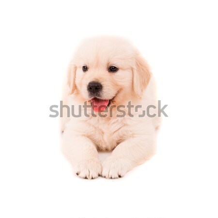 Stock photo: Golden Retriever