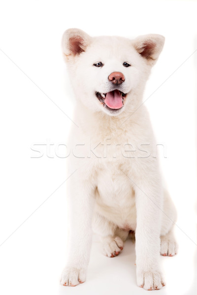 Bella cane posa studio bianco japanese Foto d'archivio © hsfelix