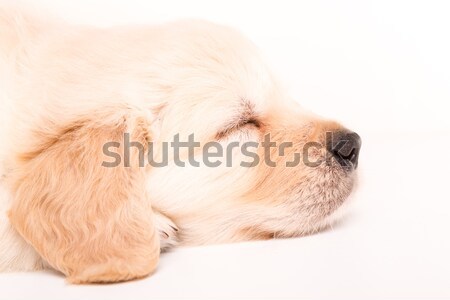 Golden retriever stúdió fotó baba izolált fehér Stock fotó © hsfelix