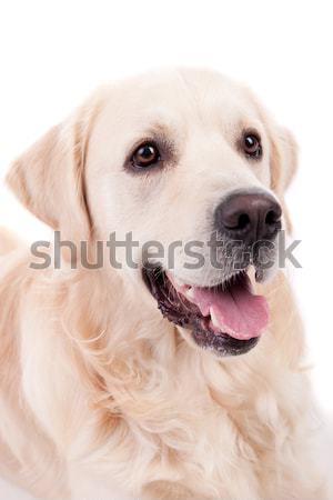 Golden retriever portret geïsoleerd witte baby hond Stockfoto © hsfelix