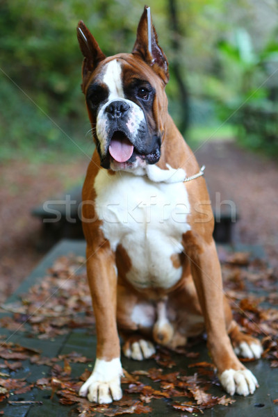 Сток-фото: Боксер · устрашающий · молодые · парка · осень · собака