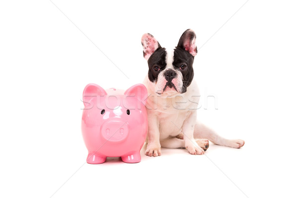 [[stock_photo]]: Français · bulldog · argent · chiot