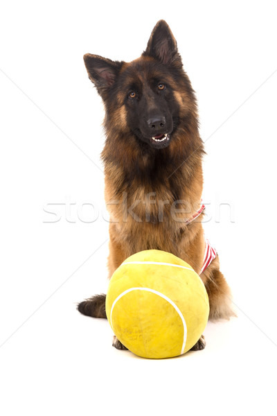 Pastor perro aislado blanco naturaleza diversión Foto stock © hsfelix