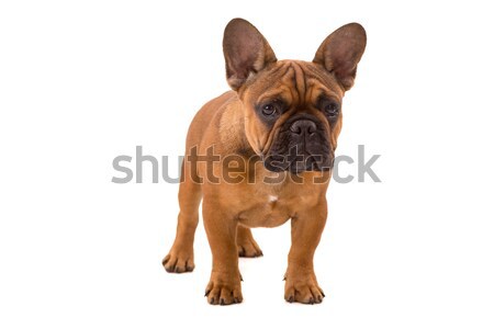 French Bulldog puppy Stock photo © hsfelix