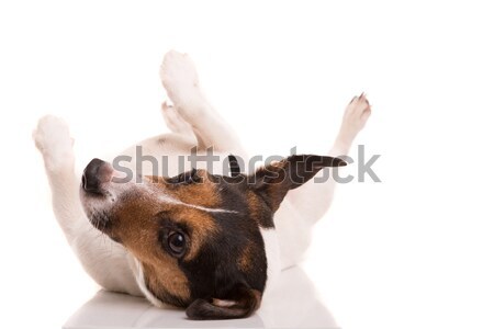 Jack Russell Terrier posiert isoliert weiß Hund glücklich Stock foto © hsfelix