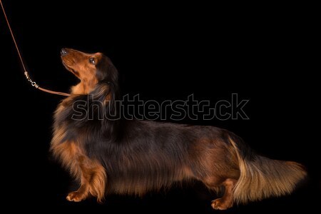 Dackel schönen lange Haare Hund rot Stock foto © hsfelix