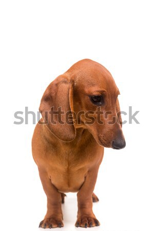 Genç güzel köpek yavrusu yalıtılmış beyaz bebek Stok fotoğraf © hsfelix