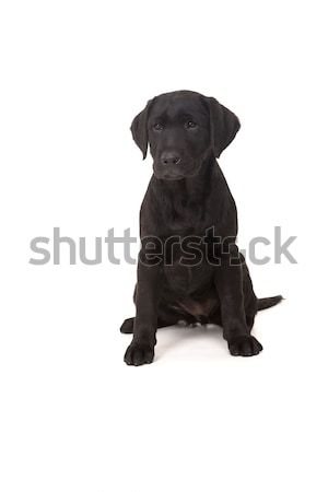 Labrador retriever Stock photo © hsfelix