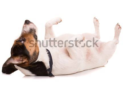 Jack Russell Terrier posiert isoliert weiß Hund glücklich Stock foto © hsfelix