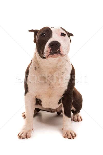 American Staffordshire Terrier Stock photo © hsfelix