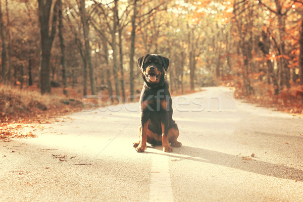 Rottweiler köpek yavrusu güzel yürüyüş park köpek Stok fotoğraf © hsfelix