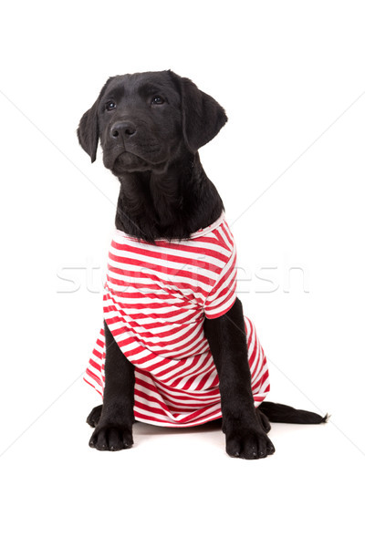 Labrador retriever Stock photo © hsfelix