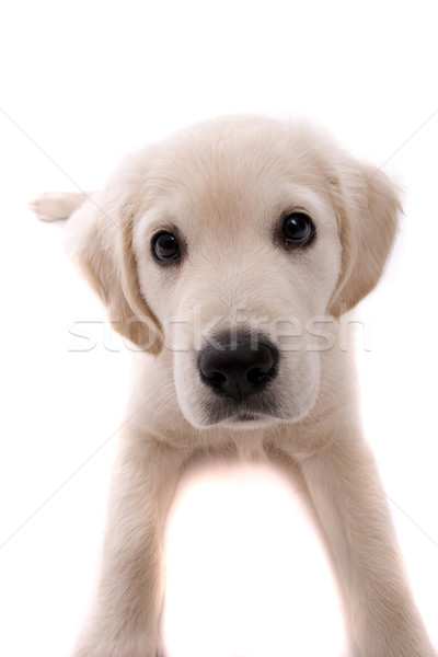 Baby Golden Retriever, isolated over white Stock photo © hsfelix