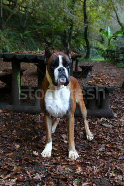 Boxeur jeunes parc automne chien [[stock_photo]] © hsfelix