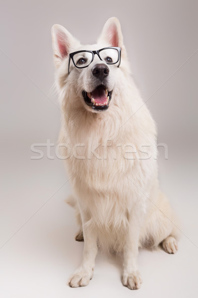 Swiss White Shepherd Stock photo © hsfelix