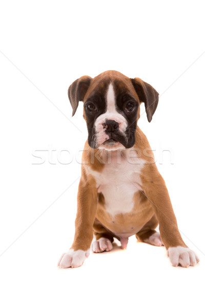 Beautiful boxer puppy Stock photo © hsfelix