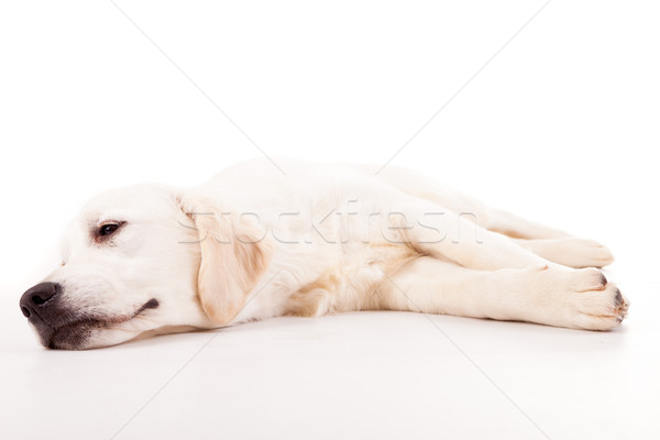 Golden retriever studio foto baby geïsoleerd witte Stockfoto © hsfelix
