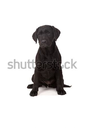 Labrador retriever studio foto baby geïsoleerd witte Stockfoto © hsfelix