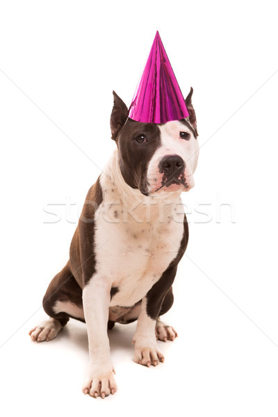 Staffordshire terrier baba visel ünnepi kalap buli Stock fotó © hsfelix