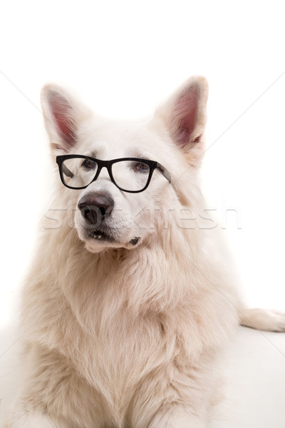 Swiss White Shepherd Stock photo © hsfelix