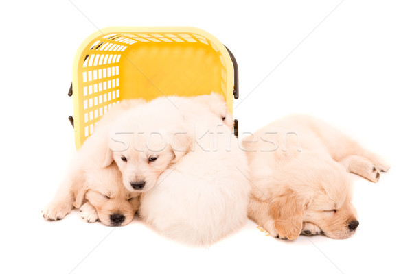 Golden Retrievers Stock photo © hsfelix