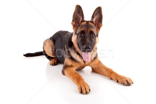 Stock fotó: Juhász · kutya · izolált · fehér · szem · biztonság