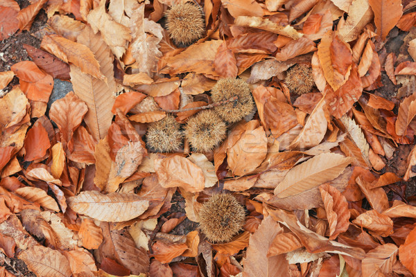 Foto d'archivio: Bella · tipico · autunno · panorama · foresta · luce