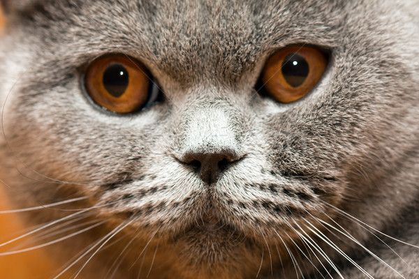 Chat animaux félin animal britannique [[stock_photo]] © ia_64